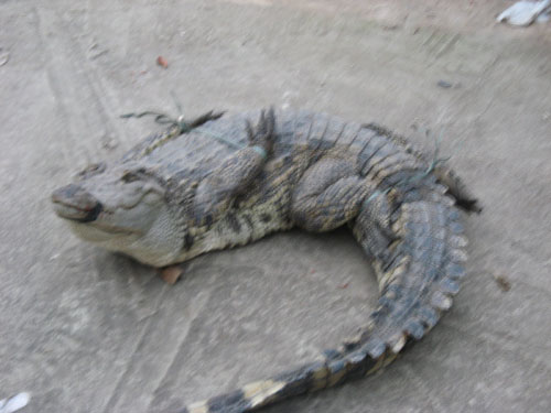 Xẻ[-]thịt[-]cá[-]sấu[-]bán[-]trên[-]vỉa[-]hè[-]2